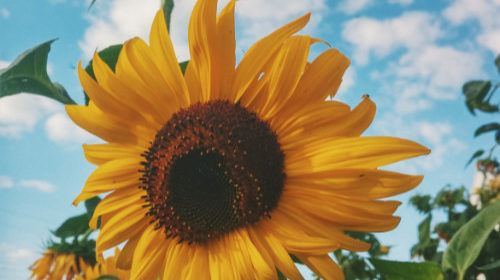 Find out what a Yellow Month in May means for you! 🌻