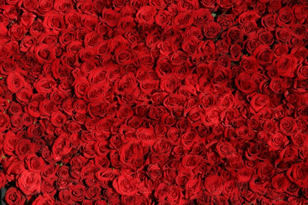roses - red month katy-k