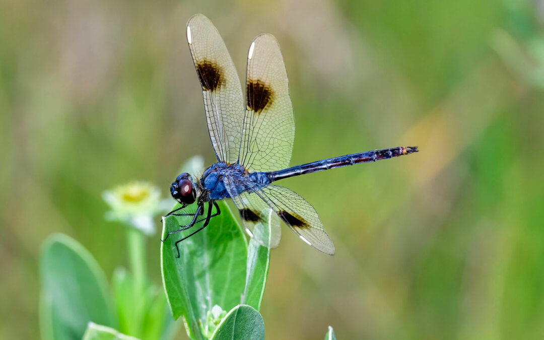 Explore the spiritual symbology of the dragonfly