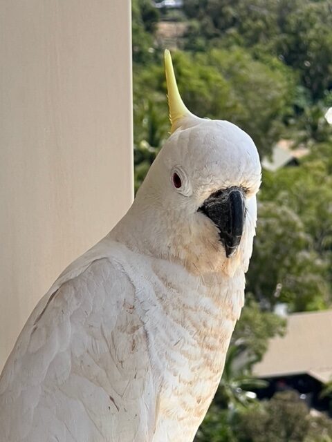 white cockatoo - hamilton island australia - the travelling psychic Katy-K