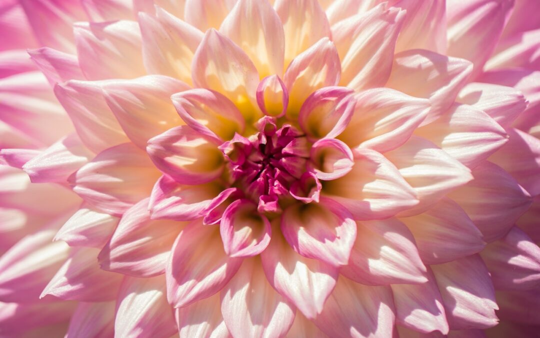 Find out the symbology of the Chrysanthemum flower